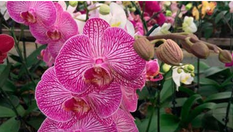La phalaenopsis es uno de los ejemplares más lindos y fáciles de cuidar